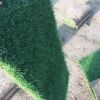 山東草坪，百慕大與黑麥草混播直發山東電15961543375