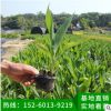 美人蕉地被苗袋苗 可盆栽紅艷蕉、小花美人蕉、小芭蕉綠化苗木