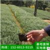 麥冬小苗 麥冬苗 苗木基地直銷 批發工程綠化小苗 供應地被植物