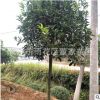 批發5-6-7公分桂花樹苗 植樹造林鄉村道路用小規格桂花樹直銷