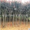 直銷湖南紫葉李 紅葉李 規格5-6cm紫葉李樹苗大量批發