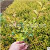 董家苗圃批發金葉女貞 25-30公分高色塊金葉女貞 黃色配景效果好