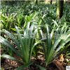 基地批發鳶尾 湖南(藍花 白花 )鳶尾大量供應