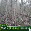 隨州銀杏白果樹大樹3-6公分行道樹公園景觀樹綠化工程綠化園林