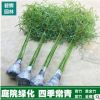 批發庭院綠化青竹苗 紫竹苗 金鑲玉竹苗 盆栽植物 竹子苗