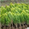 綠化苗木 灑金柏苗 盆栽灑金柏樹苗 灑金柏小苗 庭院道路綠化盆栽