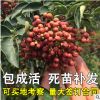 九葉青花椒苗樹盆栽當年結(jié)果食用四川藤椒苗大紅袍麻椒地栽果樹苗