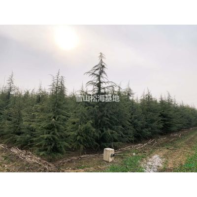 西安市周至縣3.5-4m雪松1000棵，每棵10元。