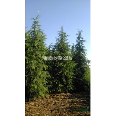 3--7米河南雪松海量供應，雪松大處理