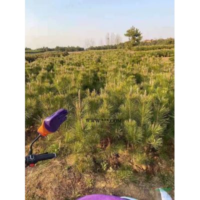 今年雪松價格便宜買雪松到山西山西雪松適合生長在北邊