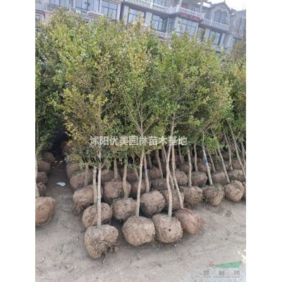 江蘇果石榴基地 批發便宜的果石榴樹 蘇北果石榴便宜批發處理