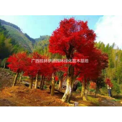 2021年廣西中國紅楓新報價  咨詢桂林伊涵園林綠化苗木基地