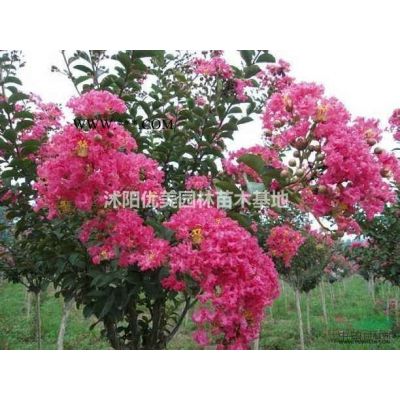 大量四季玫瑰 有需要聯系