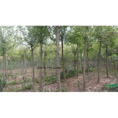 供應廣玉蘭/河南廣玉蘭低價格批發