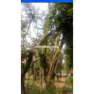 每桿30公分多桿沙樸