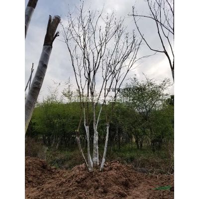 實生32~46CM廣玉蘭