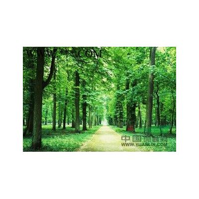 山東白蠟11公分到15公分出售