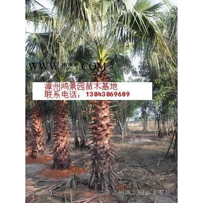 福建加拿利海棗