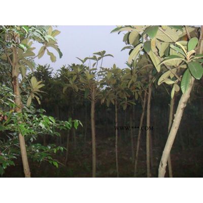 桂花肥西桂花桂花種植桂花樹桂花價格供應(yīng)桂花