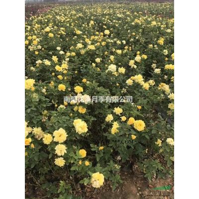 南陽地區供應一年生盆栽月季