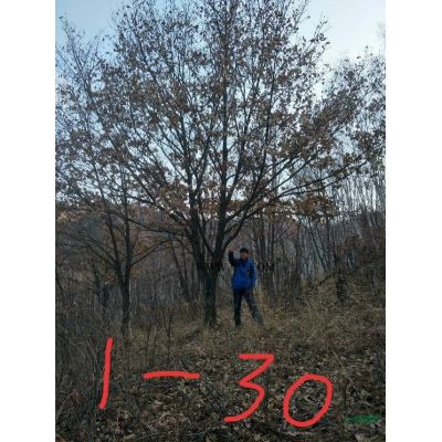 叢生五角楓，多分枝叢生五角楓，河北承德基地直銷