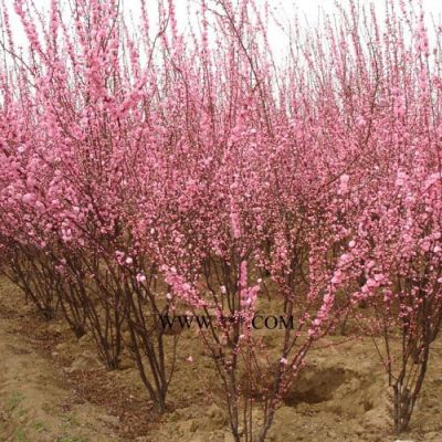 瓜子黃楊球、廣玉蘭、國槐