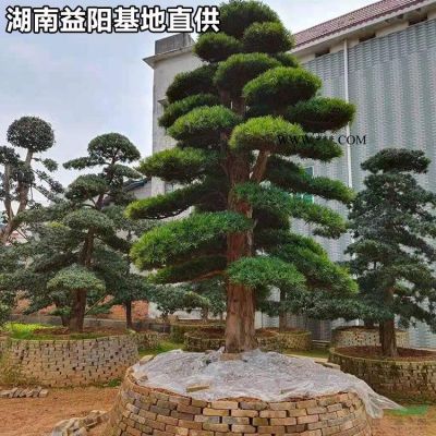 18公分造型羅漢松市場行情