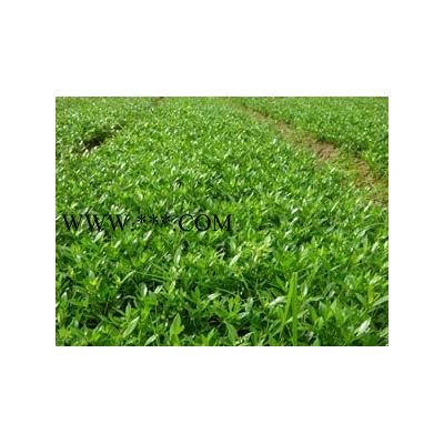 湖南羅漢松：造型羅漢松價格，20公分30羅漢松規格