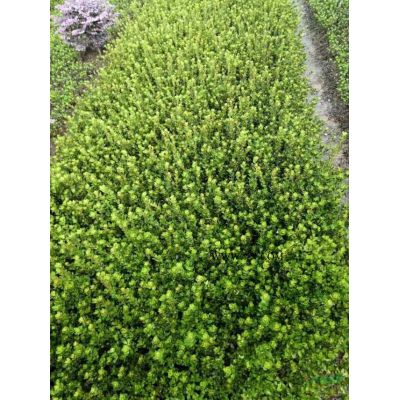 湖南造型羅漢松基地，采購造型羅漢松可以到長沙，長沙市專業的羅