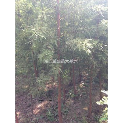 浙江供應香泡 香泡樹價格 浙江香泡報價 香泡基地規格*