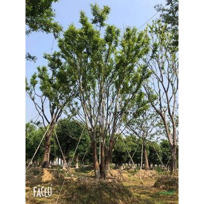 浙江供應8-20公分紅葉石楠、紅葉石楠圖片、精品紅葉石楠樹