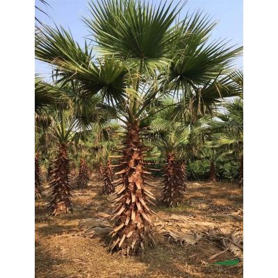 容器苗紅葉石楠球