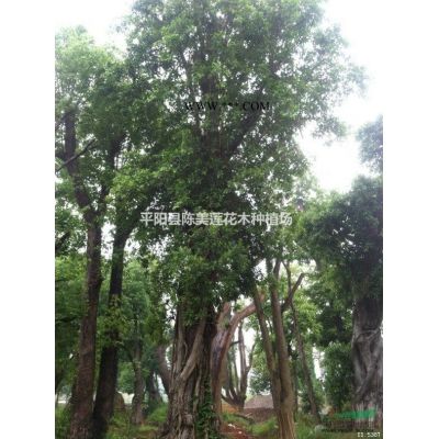 榕樹、香樟、沙樸、青岡櫟、羅漢松、紅花繼木、香泡等各類花木