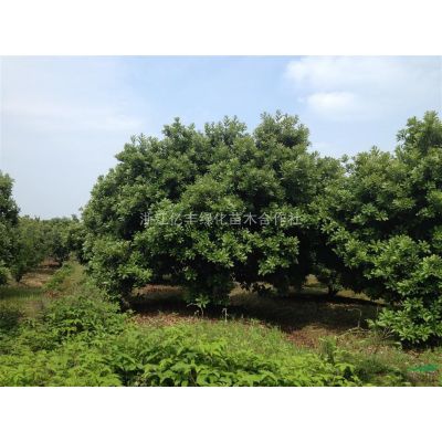 浙江地區(qū)供應(yīng)10-20-25-30公分樂昌含笑