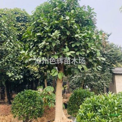 武漢中東海棗報價 中東海棗小苗價格 棕櫚科熱帶植物