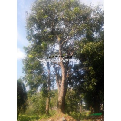 紅葉石楠樹3米高