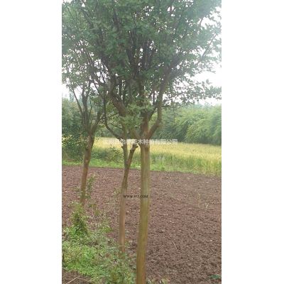 優質特價河南紅葉石楠球 大小紅葉石楠球產地直銷