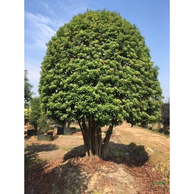 湖南羅漢松基地：供應女貞柱子，紅葉石楠球，紅花繼木球