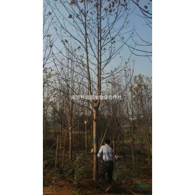 紅葉石楠球紅葉石楠樹