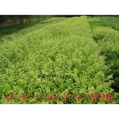 湖南長沙羅漢松哪里好/哪家便宜