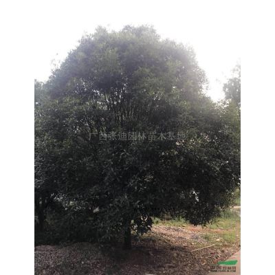 羅漢松/羅漢松價(jià)格/羅漢松毛坯