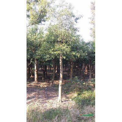 石楠球，中華石楠，安徽省肥西縣三崗劉灣苗圃大量供應(yīng)石楠球