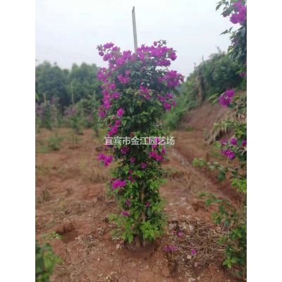 紅葉石楠小苗價格  大量批發紅葉石楠小苗  高桿紅葉石楠米徑