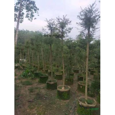 優質特價紅葉石楠 福建紅葉石楠農戶產地直銷