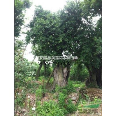 雀舌羅漢松中小葉