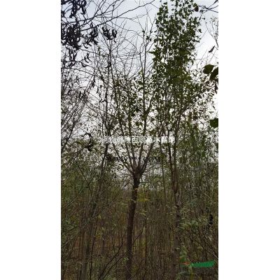 河南供應羅漢松造型