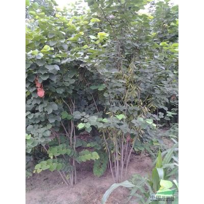 河南紅葉石楠介紹