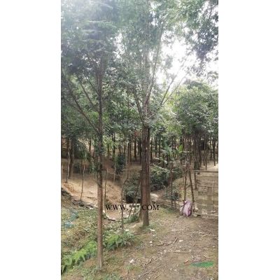 處理8公分、10公分截桿發帽紅葉石楠