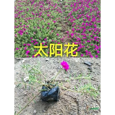 小葉紫薇，紫薇，細葉紫薇