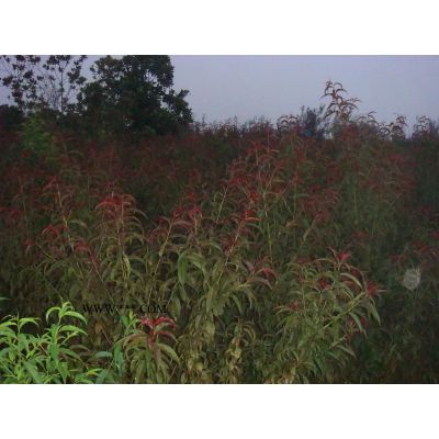 桂花、紅葉李、香樟、黃連木的供應(yīng)信息